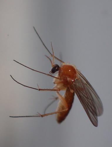 Réf. 336 899 : Sciophila sp.